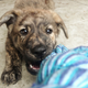 Image for article titled How Adopting A Dog Saved My Life